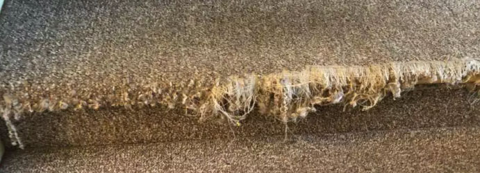 Affordable Carpet Repair Services Parkerville